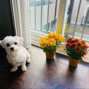 Meet your Posher, Jean